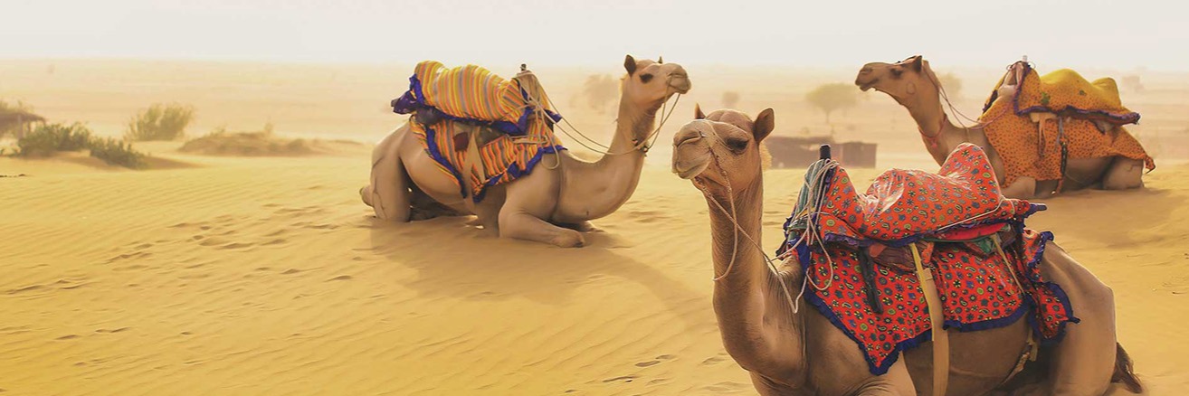 rajasthan camel in desert