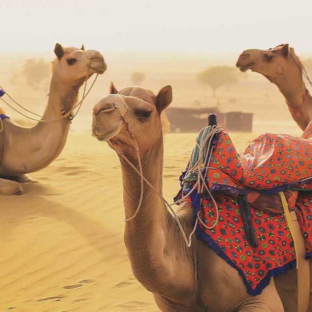 rajasthan camel in desert