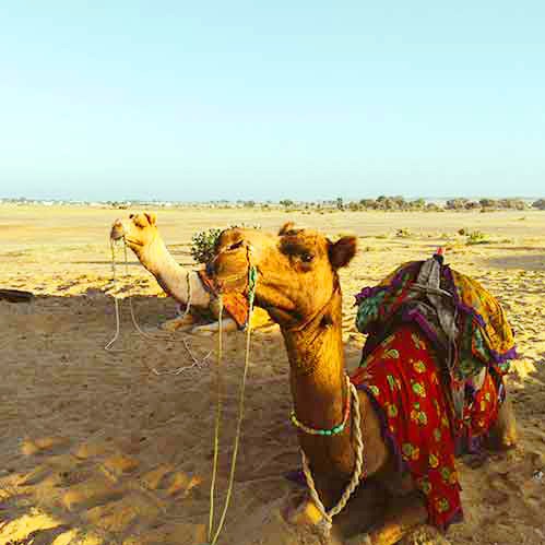 <b>Rajasthan Tours</b><br>
Jaipur, Udaipur, Jaisalmer desert experiences, forts & royal palaces.
