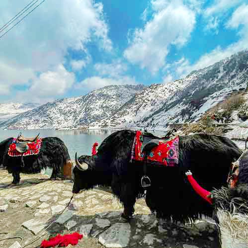 <b>Sikkim Tours</b><br>
Gangtok charm, Tsomgo Lake, Nathula Pass, North Sikkim & vibrant monasteries.